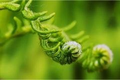 f42 Monti Pisani - Primordio-di-felce