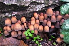 f50.m    - Monti Pisani - Coprinus-truncorum