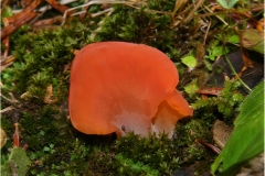 f51. - Monti Pisani - Tremiscus-hervelloides