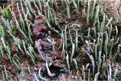 f53.- Monti Pisani -Lichene