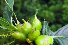 f60.Apice-di-castagno-con-parassita-di-Dryocomsmus-kuriphilus