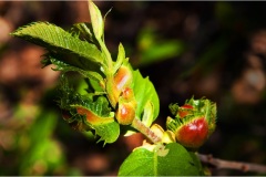 f61Monti Pisani . Il Parassita dei castagni