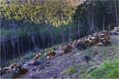 f63.  - Monti Pisani - I danni-del-mazzococco