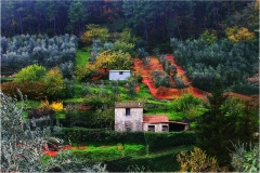 p15. - Monti Pisani-  Oliveti-di-Buti