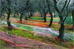 p16 - Monti Pisani-  .Gli-oliveti-di-Buti