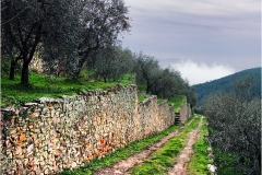 p22.S - Monti Pisani-  Spazzavento