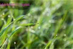 48-R-  Palaia e d'intorni - rugiada