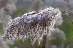 50--  Palaia e d'intorni