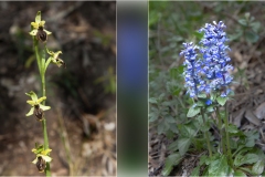52--  Palaia e d'intorni - Ophrys-Ajuga-Reptans