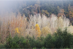 54--  Palaia e d'intorni - Autunno-in-Chiecinella