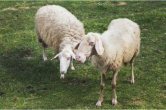 68-  Palaia e d'intorni