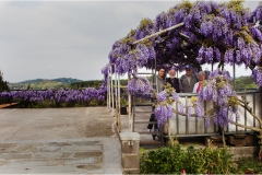 70-  Palaia e d'intorni