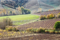 315 - San Gimignano - Il paesaggio