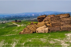 11-L  -Terre di Siena - Leonina-paesaggio-con-Siena