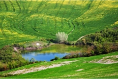 5-  -Terre di Siena - Leonina-paesaggio