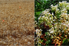 7-3 Terre di Siena  - Monteriggioni