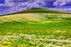 7-Terre di Siena -   Primavera-in-val-DOrcia
