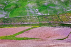 8-  -Terre di Siena Leonina-dintorni