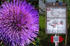 8-3 Terre di Siena  - Monteriggioni