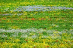 Terre di Siena - Paesaggi