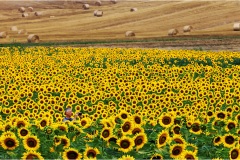 87-  Volterra - I paesaggi